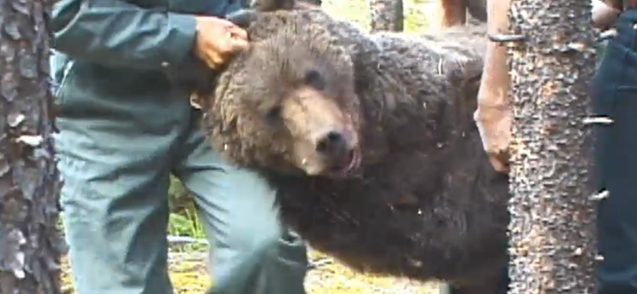 Bear 71 (capture d'écran)