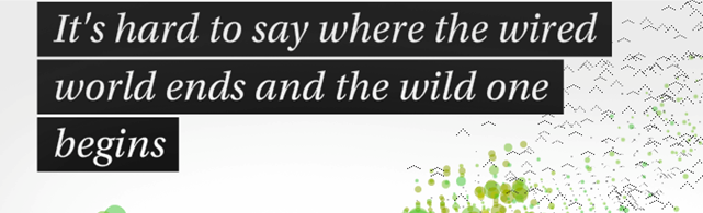 Bear 71 (capture d'écran)