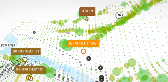 Bear 71 (capture d'écran)